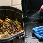 Maggots Where They Come From & How to Get Rid of Them