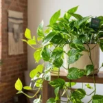 Money Plant Care How to Grow It Healthy & Fast